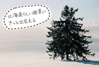 富良野・美瑛イメージ