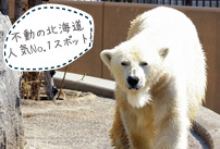 旭山動物園イメージ