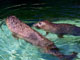 旭山動物園 イメージ