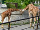 旭山動物園 イメージ