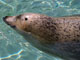 旭山動物園 イメージ