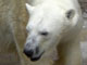 旭山動物園 イメージ