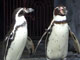 旭山動物園 イメージ