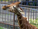 旭山動物園 イメージ