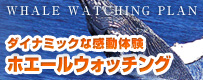 ホエールウォッチング付き