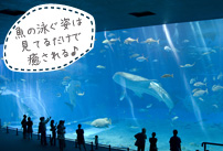 美ら海水族館