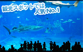 観光スポットでは人気No.1