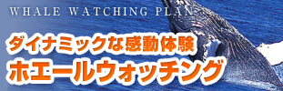 ホエールウォッチング付き