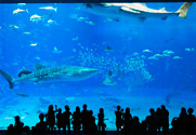 沖縄美ら海水族館
