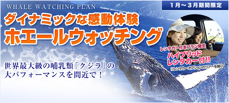 ダイナミックな感動体験・ホエールウォッチング！子供のホエールウォッチング代全日程無料♪
