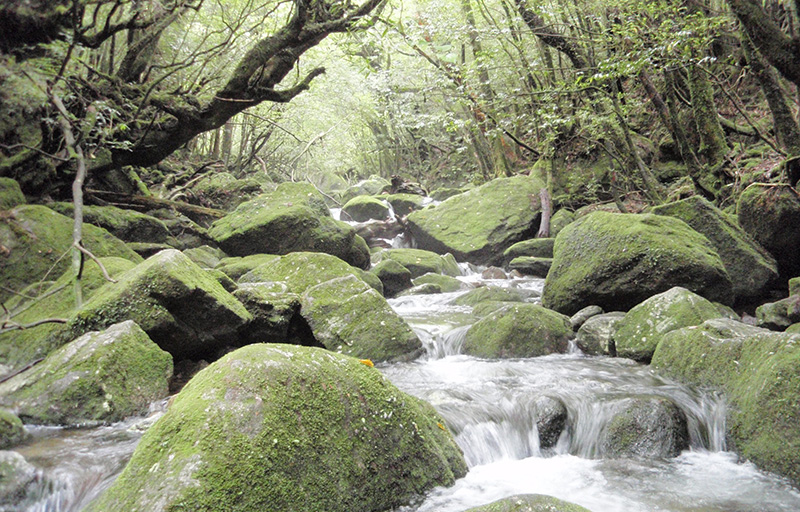 南西諸島 九州旅行へ行くなら格安ツアー情報が満載の楽たび