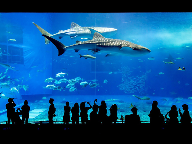 沖縄美ら海水族館