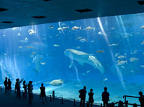 沖縄美ら海水族館