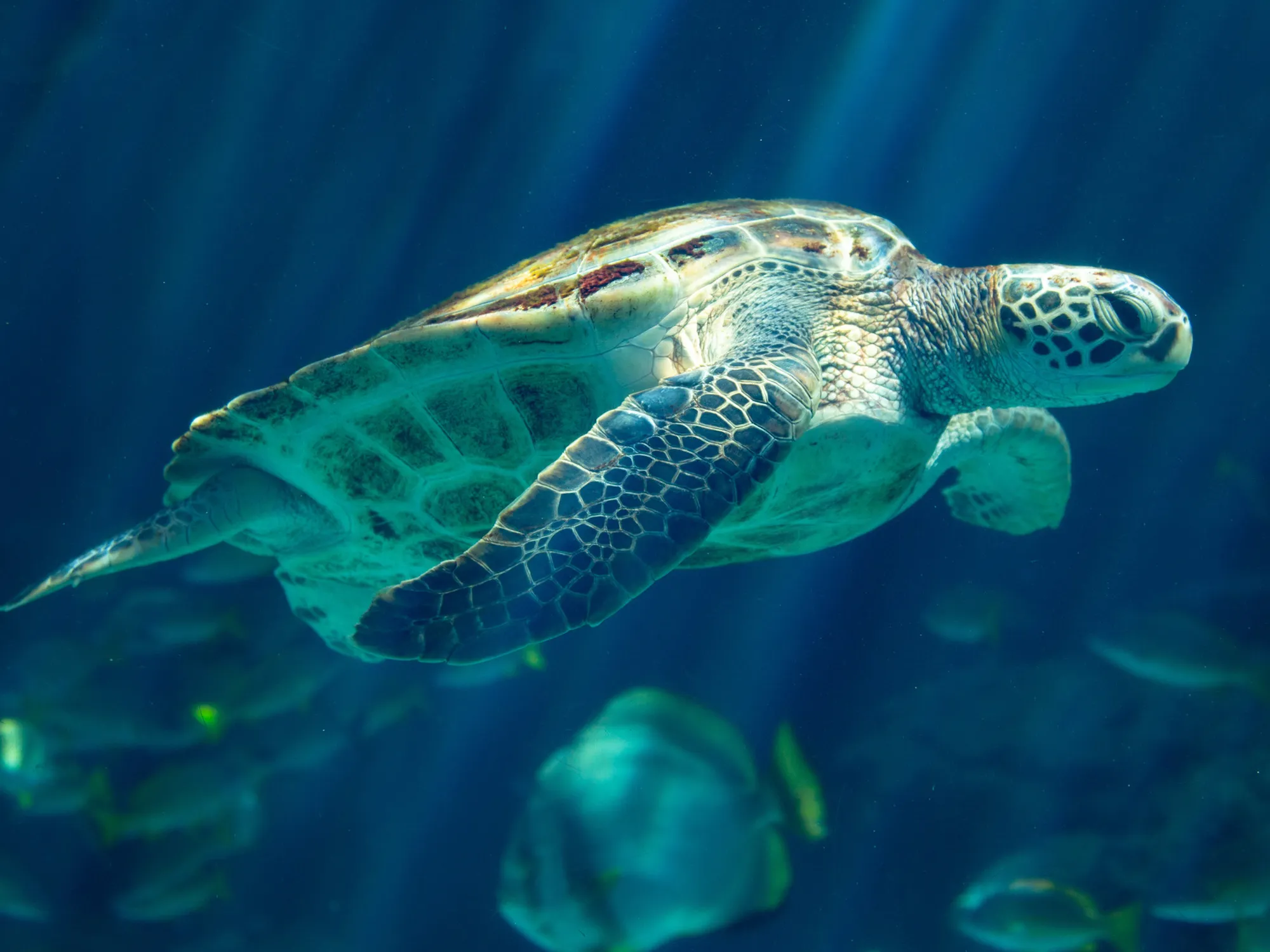 沖縄美ら海水族館入館券付きツアー特集