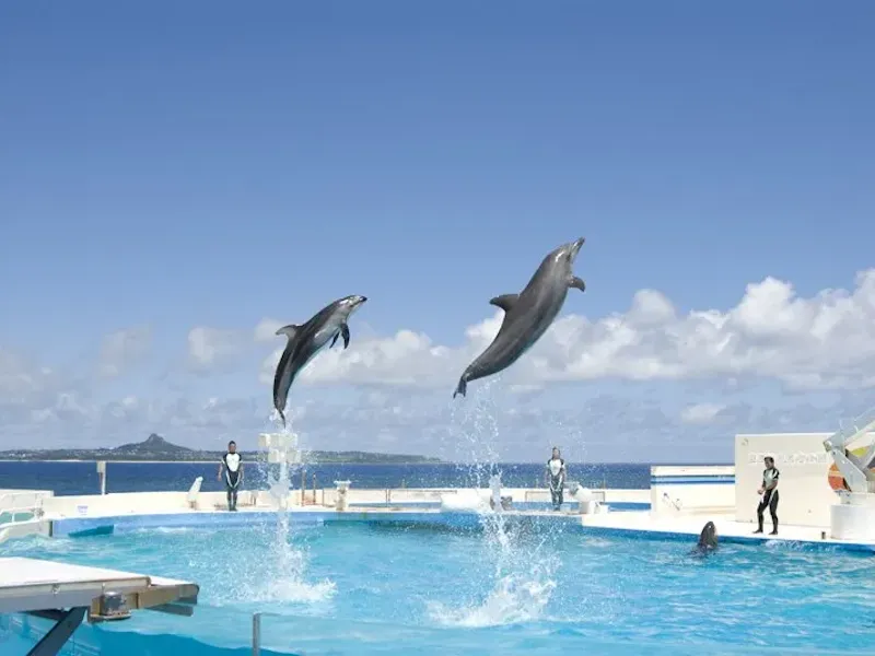 沖縄美ら海水族館入館券付きツアー特集