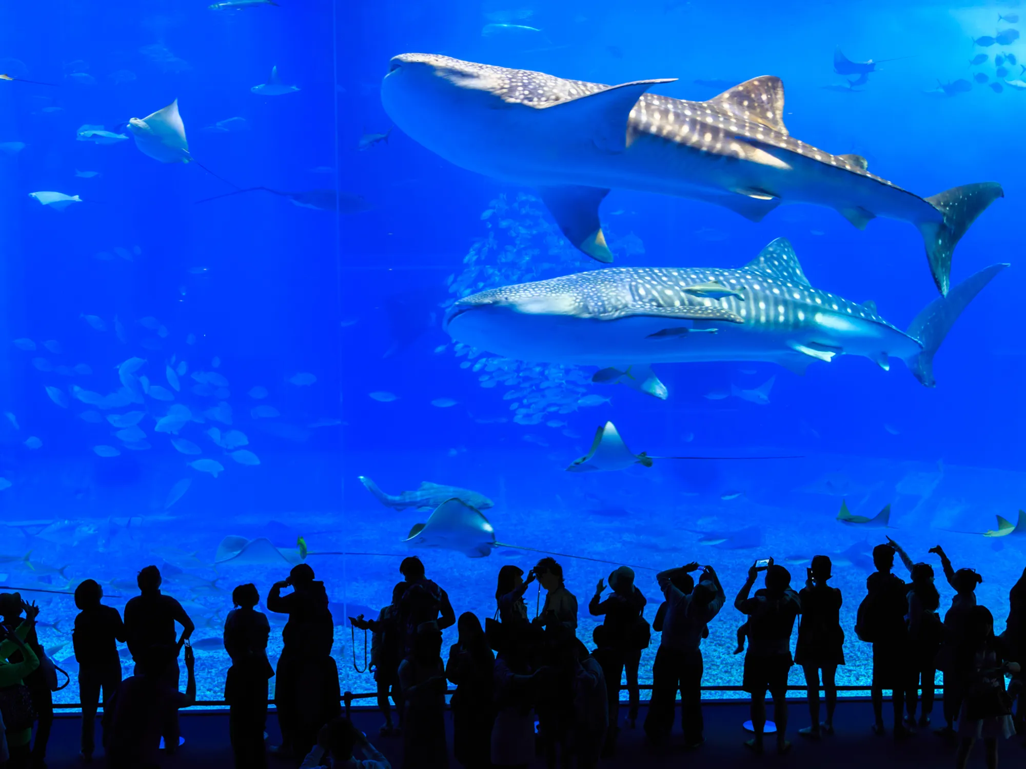 沖縄美ら海水族館入館券付きツアー特集