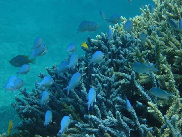 水牛車体験が人気！竹富島・西表島など離島日帰りプラン