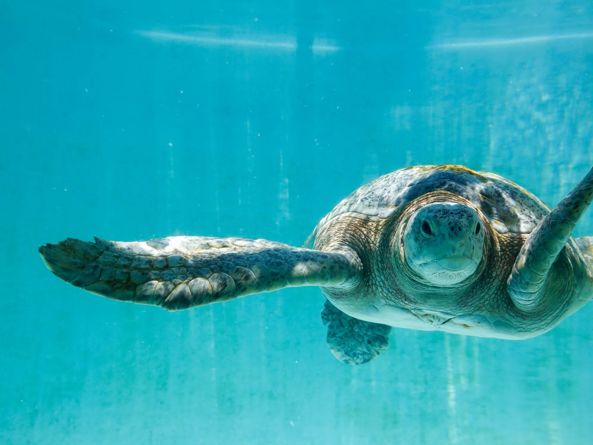 沖縄美ら海水族館、沖縄記念公園周辺の人気ホテル特集