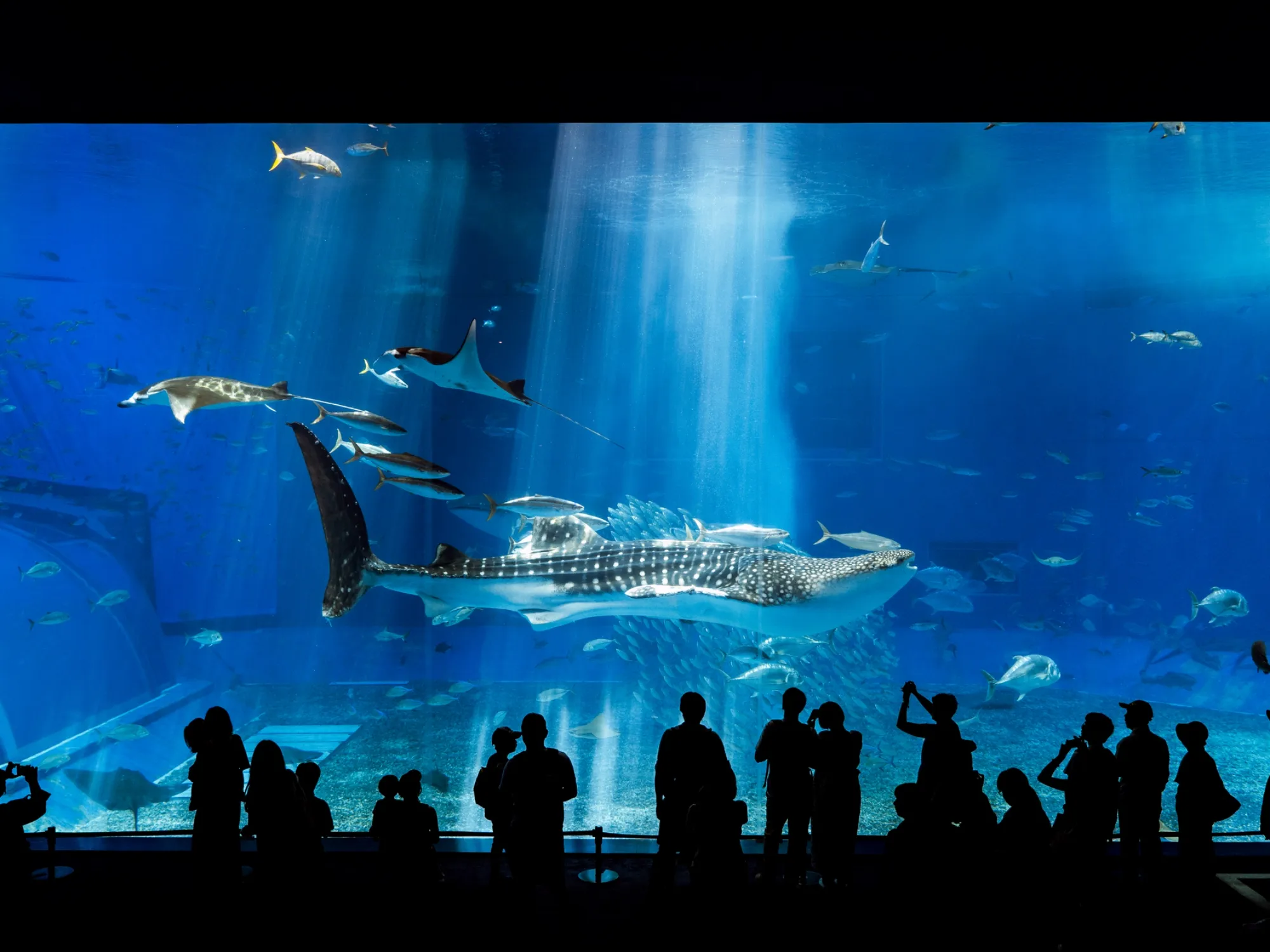 沖縄美ら海水族館、沖縄記念公園周辺の人気ホテル特集