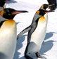 ペンギン