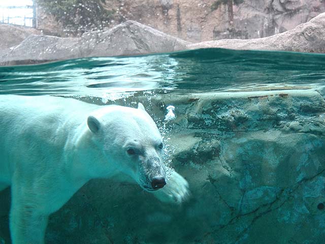 旭山動物園